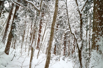 雪景色