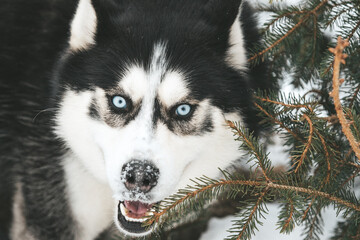 Portrait of a Siberian husky, friendship forever
