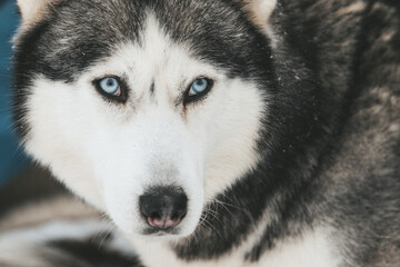 Portrait of a Siberian husky, friendship forever