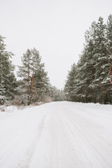 Landscape of a snow-covered pine forest in a snowfall