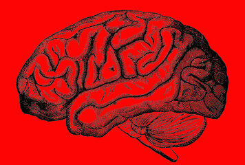 An engraved image of the human brain from a Victorian book dated 1880 that is no longer in copyright isolated on a red background, stock photo image