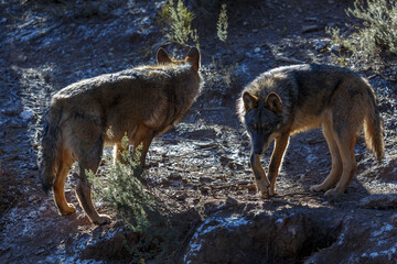 Backlit Iberian wolves with winter fur. Canis lupus signatus.