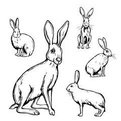 Hares. Vector   illustration. © rraya