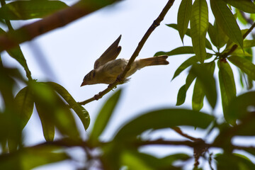 Female Sparrow Asian Bird Close Up Tree Dry Wood. Animal wildlife photography wallpaper, Green Plant Leaf Background