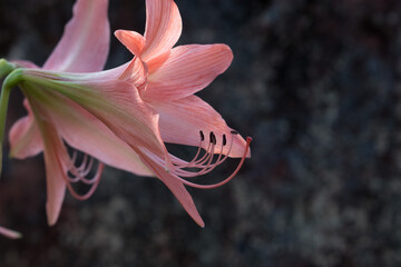 Fototapeta na wymiar Closeup of pink lily flower showing androecium and gynoecium the male and female parts. A Polypetalous flower with 5 or 6 brightly colored petals which help Entomophily - pollination by insects.