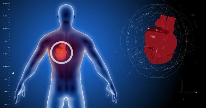heart pulse 3D , heart scan, human body scan, heart scan, medical screen, blood circulation, medical tests