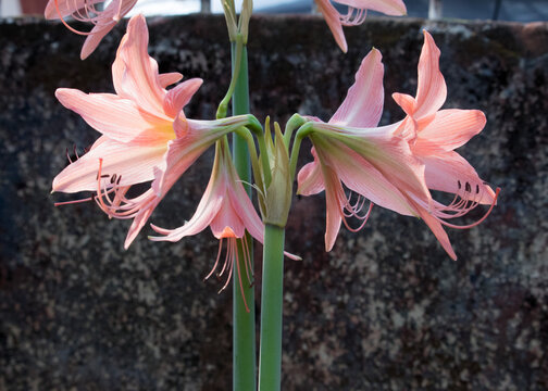 A bunch of pink lily flowers with a blue background.  Polypetalous flowers with 5 or 6 brightly colored petals help Entomophily that is pollinated by insects.