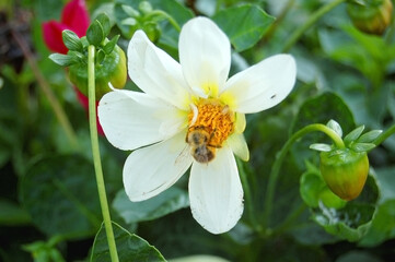 Fototapeta premium Bee collects nectar