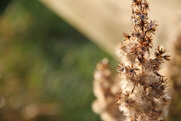 Gräser sepia