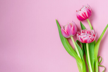 Pink tulips on a pink background. Flat lay, top view. Valentine background. Spring mood. Horizontal, copy space