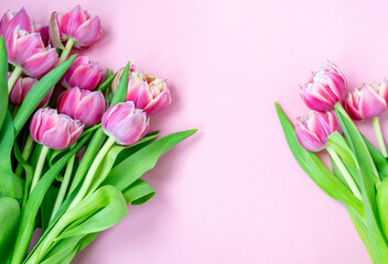 Pink tulips on a pink background. Flat lay, top view. Valentine background. Spring mood. Horizontal, copy space
