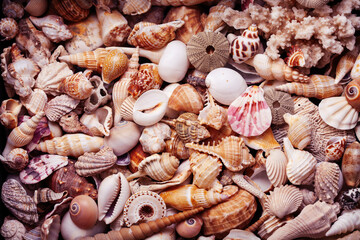 a lot of different empty sea shells on background, macro details