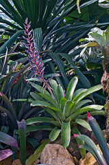 Air Plant Tillandsia in a dry garden