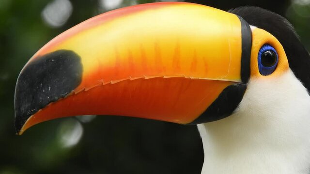 Toco Toucan also known as the common Toucan or giant Toucan. Scientific name Ramphastos toco. Native to South America.
Close up of head turned to the left and blinking.
