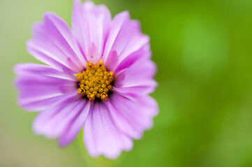 Obraz premium Bright Pink Cosmo