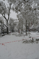 Zürich:Public traffic collaps after heavy snowfall and a lot of broken trees on the pedrestrian way and roads