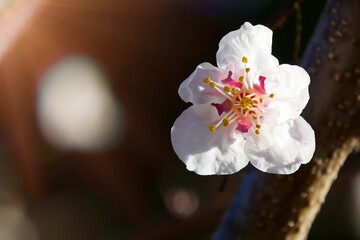 closeup of the branch of an almond tree in full bloom