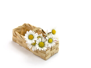 Gänseblümchen, Bellis perennis, im Korb vor weißem Hintergrund