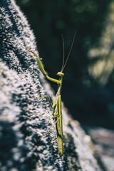 A green mantis on a rock