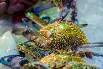 Closeup of fresh seafood on the fish market counter
