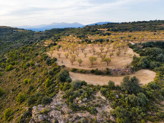 View of almod trees near Salas Altas village, Huesca province, Spain