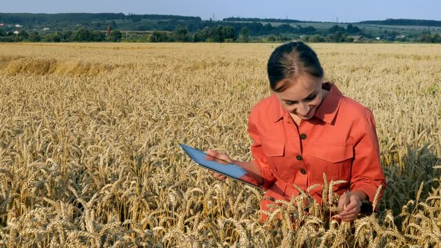 Caucasian Agronomist checking the field of cereals and sends data to the cloud from the tablet. Smart farming and digital agriculture concept. Successful organic food production and cultivation