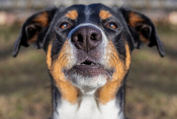 Appenzeller Mountain Dog, Dog Nose