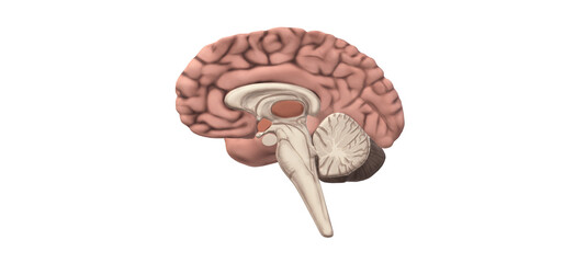 3d illustrations of human brain isolated with white background