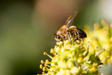 Flying honey bee collecting pollen on yellow flower.