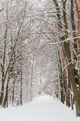 Piękna ośnieżona zimowa droga leśna