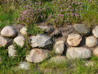 Frisian stone wall with deadnettle