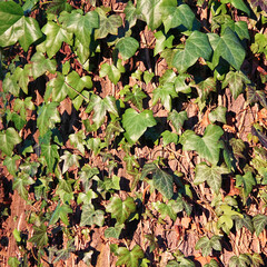 Ivy tendrils at an old oak