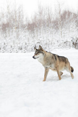 A large male wolf in the winter forest. The predator looks out for prey. Snow field