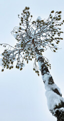 bottom view winter pine with snow caps