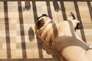 English bulldog sunbathing on the floor