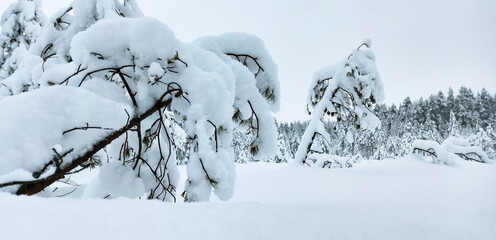 winter landscape with snow caps on trees and snowfall