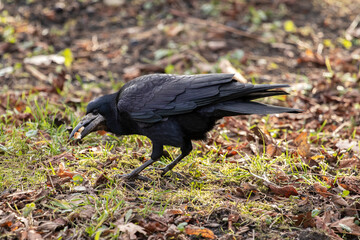 Black crow in park eats bread.