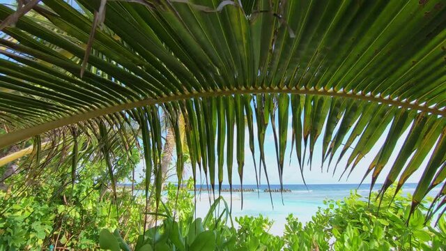 Plants on beach, Sangeli Island, Kaafu Atoll, Maldives
