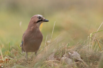 Sojka Zwyczajan Garrulus glandarius