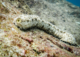 Sea cucumber in search of food at the bottom of Indian Ocean in Thailand