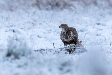 Myszolow zwyczajny Buteo buteo