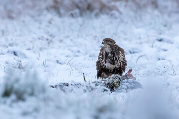 Myszolow zwyczajny Buteo buteo © Robert
