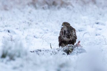 Myszolow zwyczajny Buteo buteo