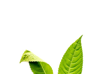 Fototapeta premium Easter bunny ears made of plant leaves, top view