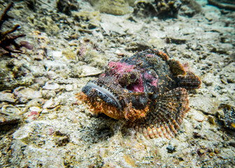 Scorpion fish in Andaman sea rarely appears in the open space
