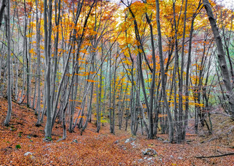 autumn forest in the autumn