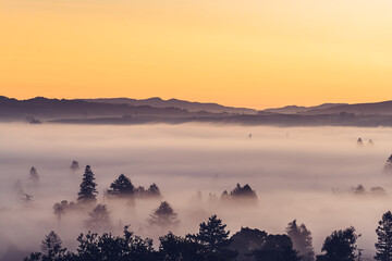 Obraz na płótnie Canvas Foggy Petaluma Valley