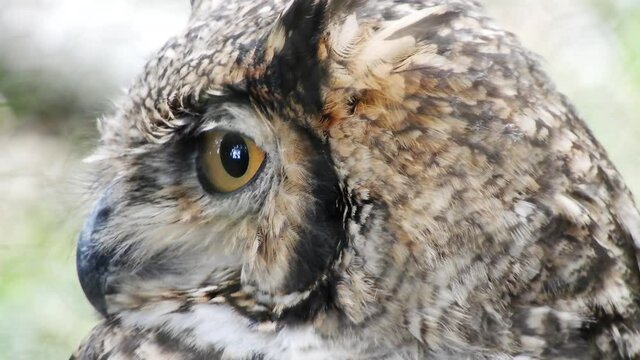 A great close up of a Great Horned Owl - Bubo virginianus turning its head and blinking.