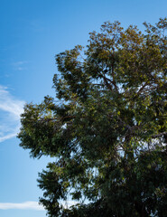 Fragrant emerald green eucalyptus leaves against blue December sky. Eucalyptus on embankment near Sochi commercial sea port. Central part of resort town of Sochi on Black Sea coast.