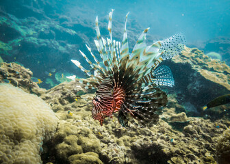 Naklejka na ściany i meble A lionfish looking for prey in the Andaman sea in Thailand